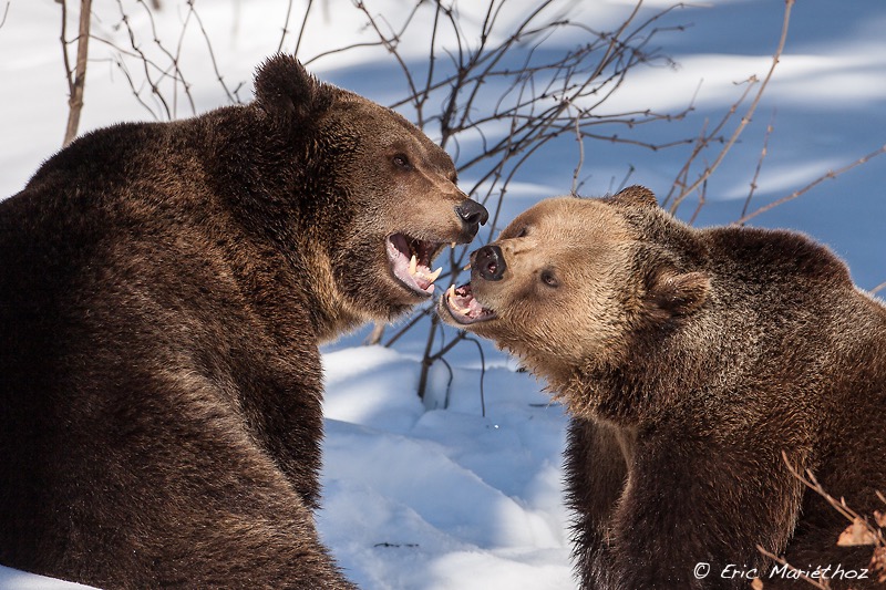 ours_Bayerischer_Wald-158