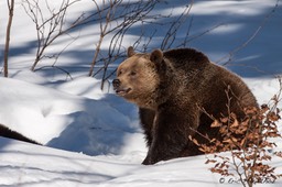 ours_Bayerischer_Wald-168