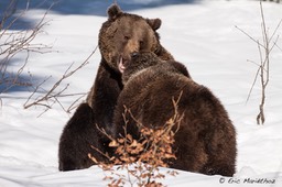 ours_Bayerischer_Wald-56