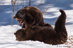 ours_Bayerischer_Wald-90