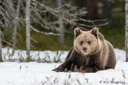 Ours_brun_Finlande-108