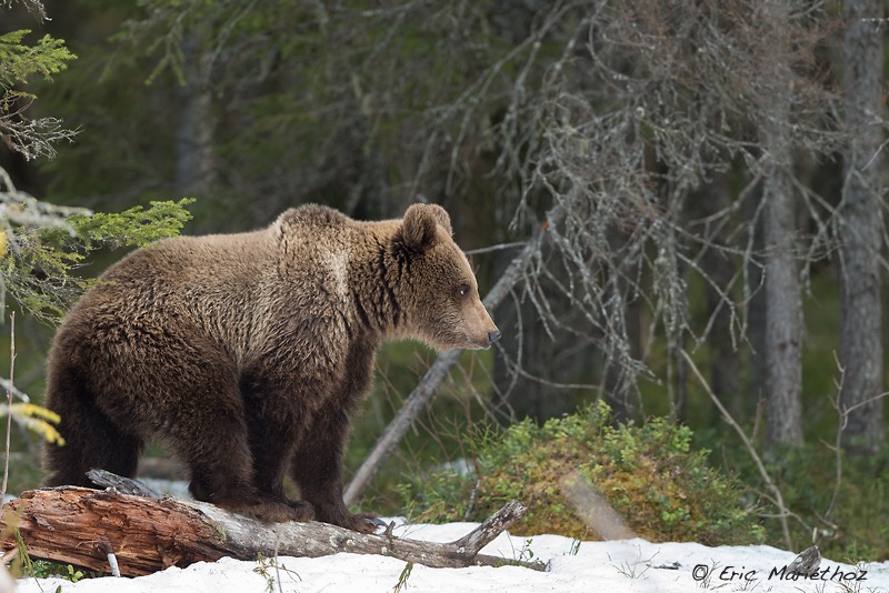 Ours_brun_Finlande-159