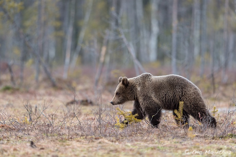 Ours_brun_Finlande-233