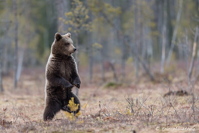 Ours_brun_Finlande-245