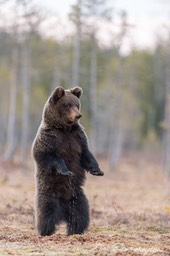 Ours_brun_Finlande-273