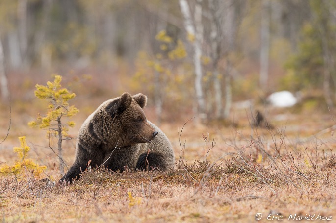 Ours_brun_Finlande-31