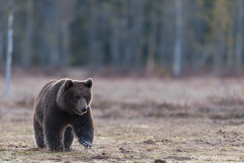 Ours_brun_Finlande-320