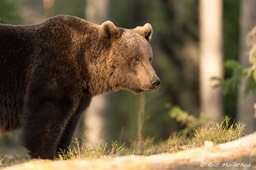 Ours_brun_Finlande-493