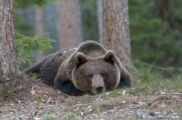 Ours_brun_Finlande-569 copie