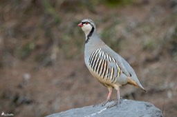 perdrix_bartavelle-343