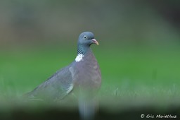 pigeon_ramier-2