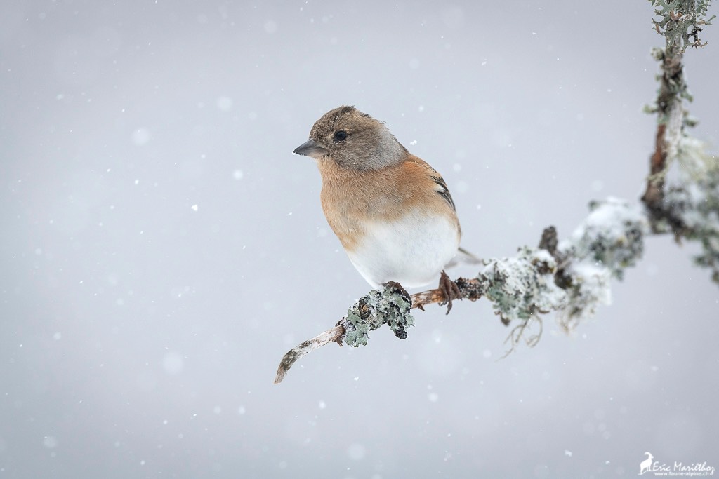 pinson_du_nord-70