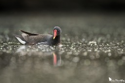 poule_d_eau-18