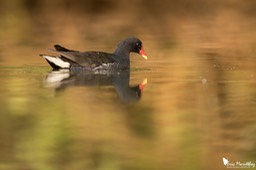 poule_d_eau-29