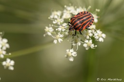 punaise_arlequin-5