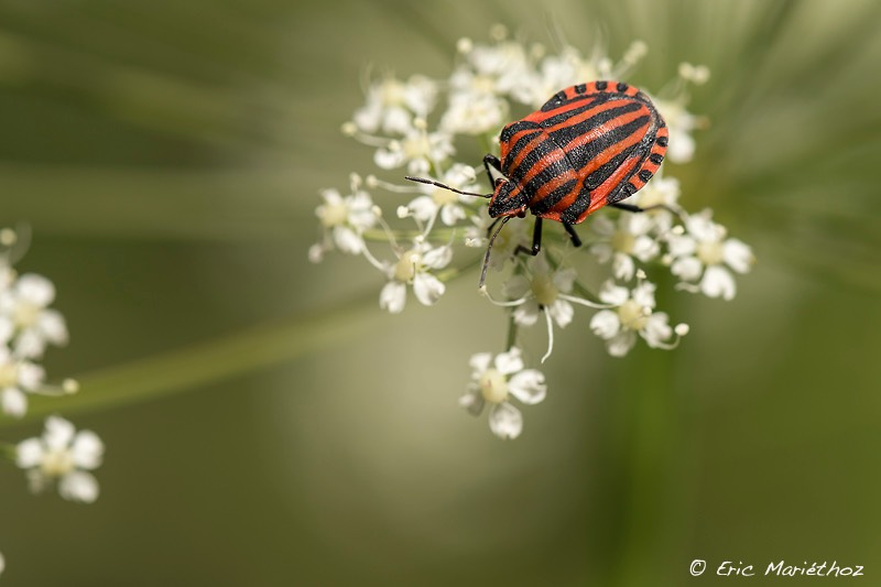 punaise_arlequin-5