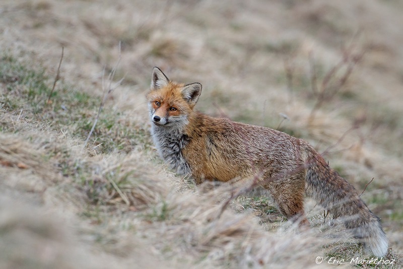 renard-40