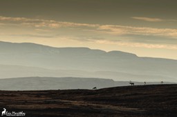 renne_Norvege-178