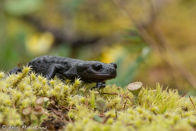 salamandre_noire-159