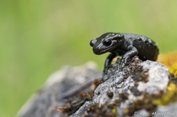 salamandre_noire-258