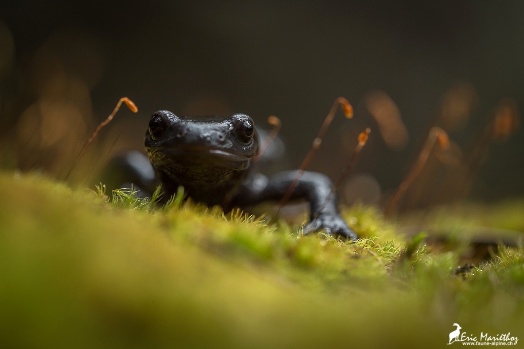 salamandre_noire-369
