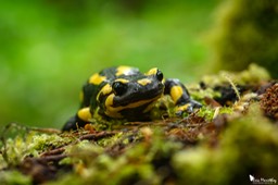 salamandre_tachetee-54