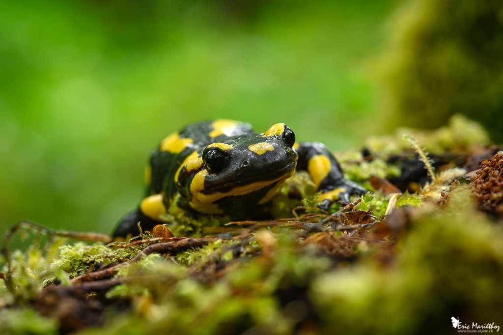 salamandre_tachetee-54