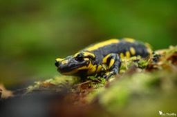 salamandre_tachetee-56