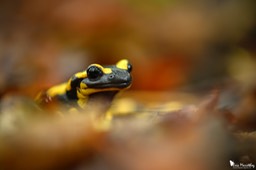 salamandre_tachetee-99