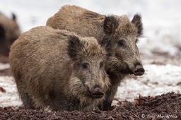 sanglier_Bayerischer_Wald-154