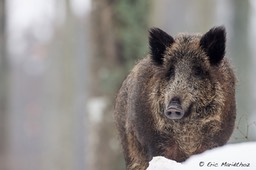 sanglier_Bayerischer_Wald-122