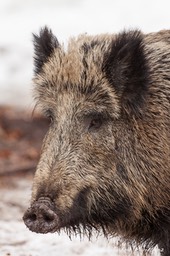 sanglier_Bayerischer_Wald-213