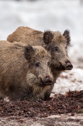 sanglier_Bayerischer_Wald-148