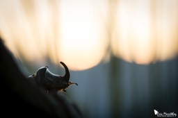 scarabee_rhinoceros-69