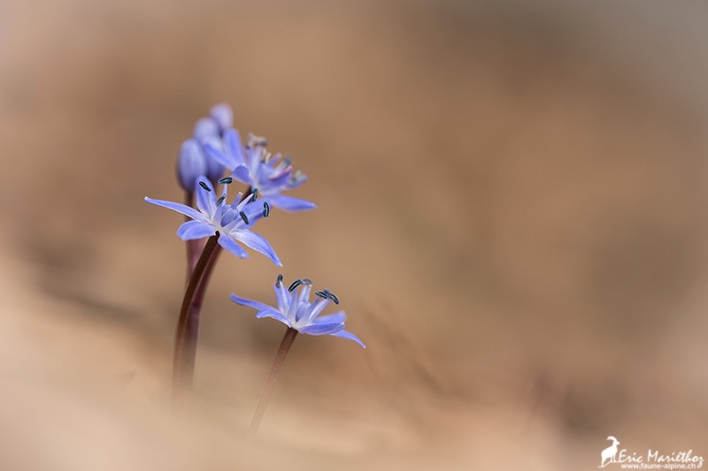 scille_a_deux_feuilles-82
