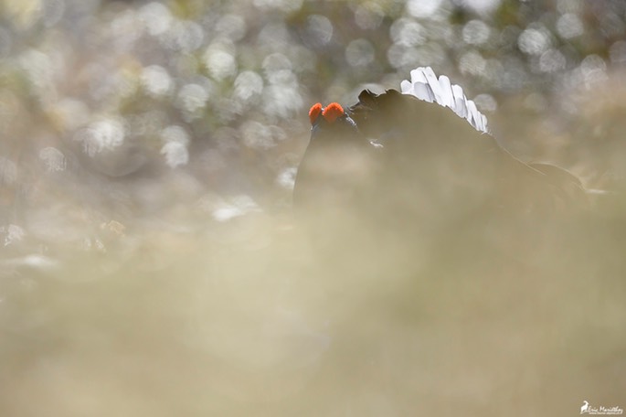 tetras_lyre-5761