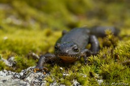 triton_alpestre-109