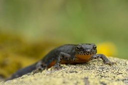 triton_alpestre-152