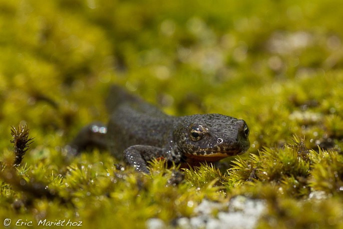 triton_alpestre-190