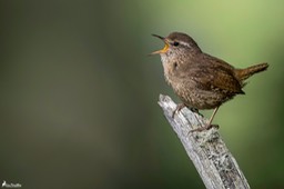 troglodyte_mignon-1119