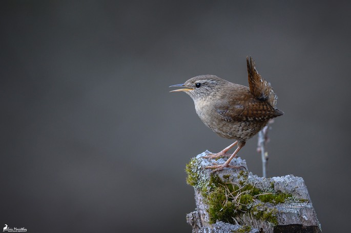 troglodyte_mignon-40