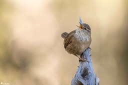 troglodyte_mignon-448