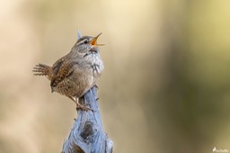 troglodyte_mignon-454