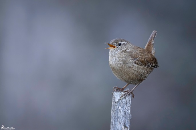 troglodyte_mignon-662