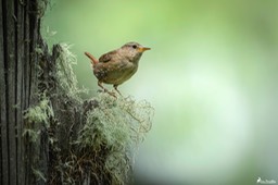 troglodyte_mignon-854