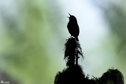 troglodyte_mignon-863