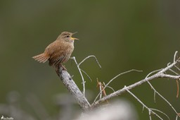 troglodyte_mignon-974