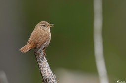 troglodyte_mignon-998