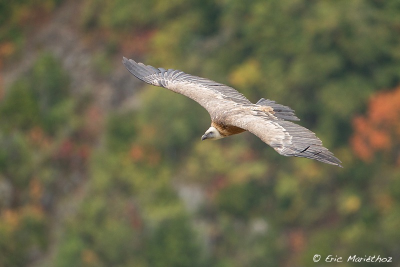 vautour_fauve-140