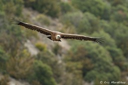 vautour_fauve-169